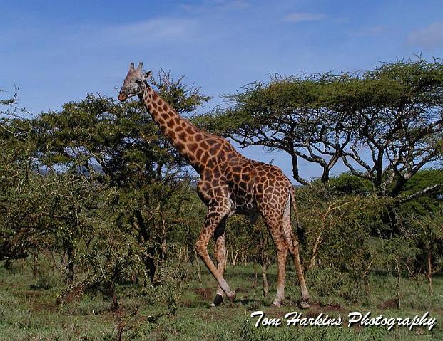 Strolling giraffe.jpg